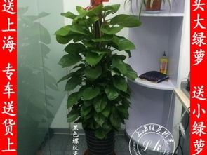  上海徐汇区花店，精选花卉的理想之地--第1张