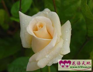 香槟色玫瑰的寓意和花语--第1张