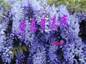  紫藤萝花的象征意义，紫藤萝花的永恒之美与生命力量的象征意义--第1张