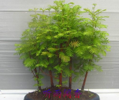  水杉盆景，自然之美与艺术之韵的完美结合--第1张