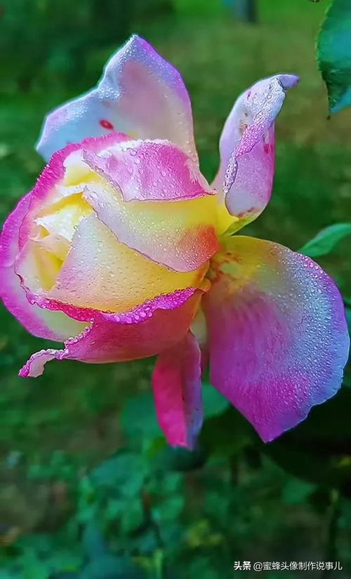 玫瑰花，色彩斑斓的品种之最--第1张