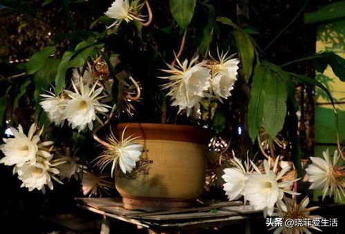  十大最旺家庭养的花--第1张