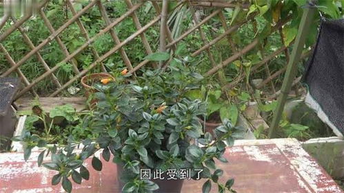  金鱼吊兰冬天掉叶子怎么办，金鱼吊兰冬天掉叶子怎么办？冬天金鱼吊兰叶子掉落，可采取以下措施，保持适宜的光照、合理浇水、适当施肥、及时修剪和防治病虫害。--第1张