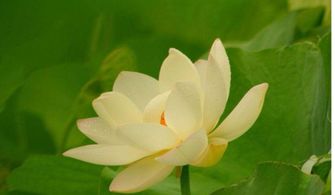  春天还有什么花开