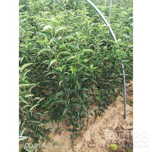  揭秘十大名贵树苗，珍稀与价值的完美结合--第1张