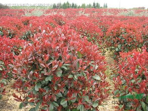  50公分红叶石楠价格，种植户的致富新选择--第1张