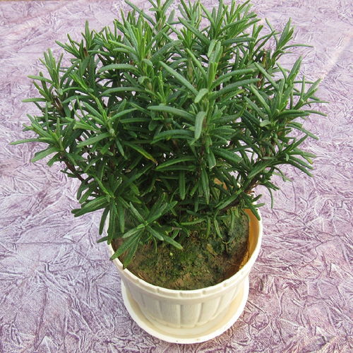  驱蚊绿植排名第一名，让你轻松告别蚊虫困扰！--第1张