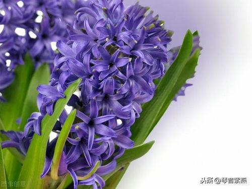  蓝色风信子，永恒的承诺与无尽的思念--第1张