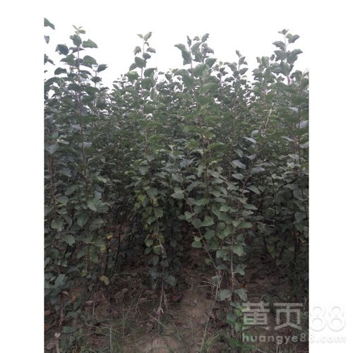  紧急求购工程绿化苗木，工程绿化苗木紧急求购，确保项目进度与质量的关键要素--第1张
