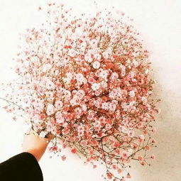  满天星的花语，温馨、纯洁、关怀与依赖--第1张