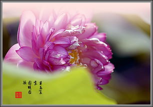  花中君子，花中君子，梅花、兰花、竹子、菊花--第1张