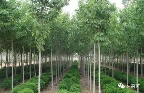 探秘全国最大的苗木交易市场，探寻绿色经济的繁荣与机遇--第1张