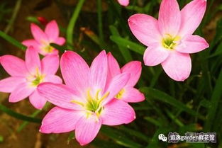  鲜花花语大全带图片--第1张