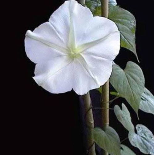 月光花图片大全，月光花图片，宁静夜晚的美丽绽放--第1张