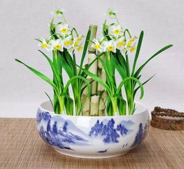  水仙花图片大全，水仙花美丽图片大全--第1张