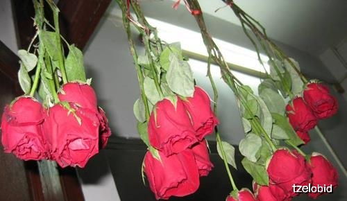  如何把玫瑰花做成干花，如何制作干玫瑰花束--第1张