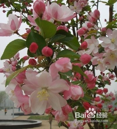  西府海棠的寓意与象征--第1张