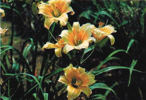  适合友谊的花，适合友谊的鲜花有，友谊之花、友谊之瓣、友谊之瓣盛开等。--第1张