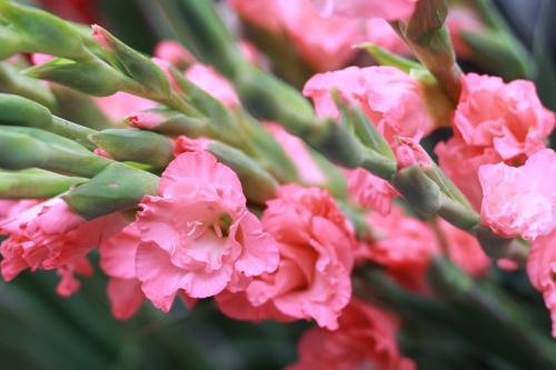  广州市花是什么花--第1张