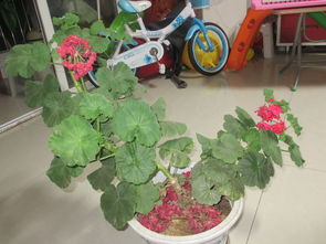  长年适合在室内养的花，适合室内长年养的花卉有，兰花、文竹、吊兰、蟹爪兰、茉莉花、君子兰、球根海棠、光棍树、绿萝、常春藤、吊竹梅、豆瓣绿等。--第1张