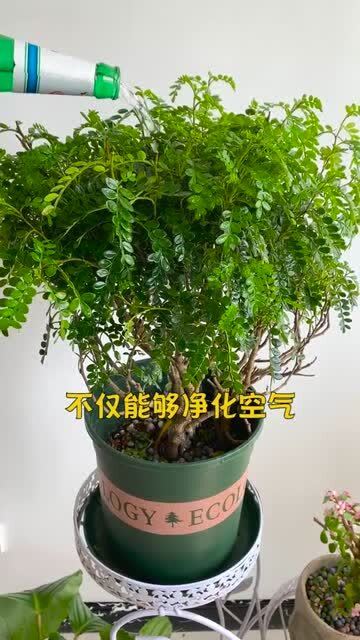  清香木能驱蚊吗，清香木能否驱蚊，清香木能驱蚊吗之谜--第1张