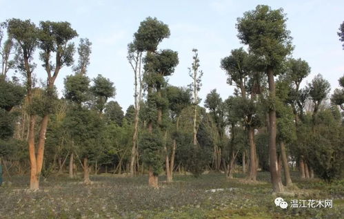  附近的苗木市场在哪里？，附近的苗木市场在哪里？具体位置可以提供吗？--第1张