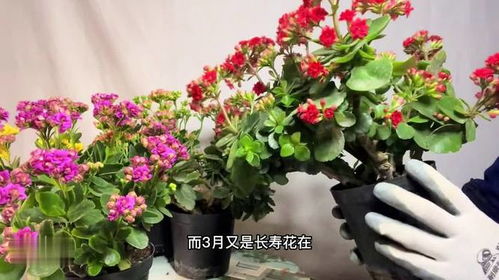  三种人不能养长寿花，适合养长寿花的三种人，以及三种人不能养长寿花的原因。--第1张