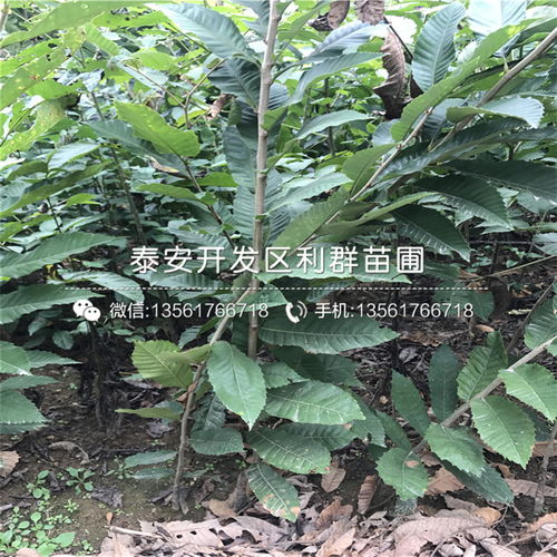  树苗品种大全图片大全，树苗品种大全，精选图片展示--第1张