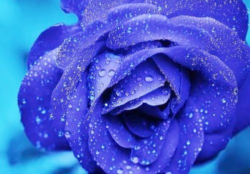  蓝玫瑰花语及传说，蓝玫瑰的花语及传说，神秘、唯美、梦幻--第1张