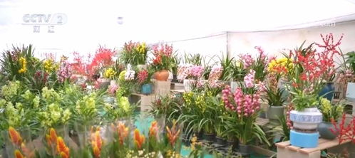  奉贤鲜花批发市场，鲜花的海洋，生活的色彩，奉贤鲜花批发市场，鲜花的海洋，生活的色彩之地--第1张