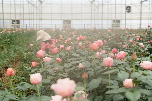  云南鲜花批发怎么找货源--第1张