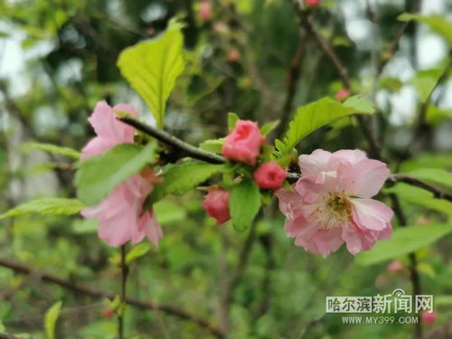  春天盛开的花有哪些花--第1张