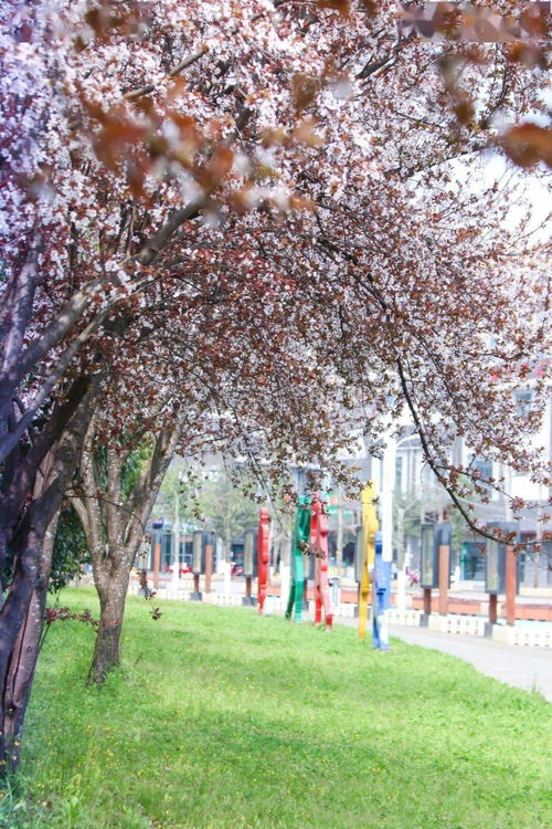  紫叶李图片，春天的使者，自然的色彩，紫叶李图片，春天的使者与自然的色彩--第1张