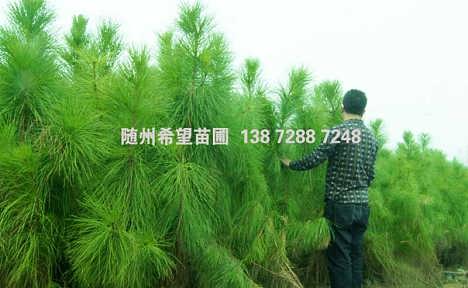  湿地松苗木价格，湿地松苗木价格趋势--第1张