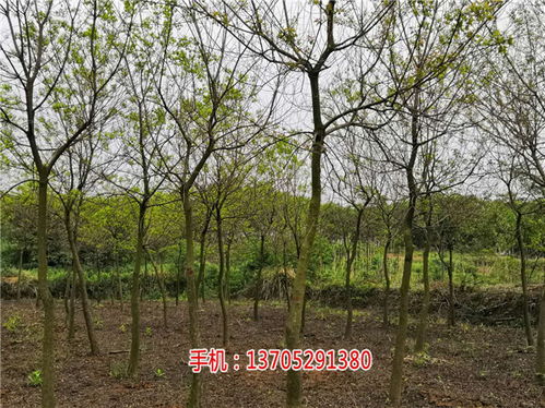  乌桕树价格表，20公分规格的市场行情--第1张