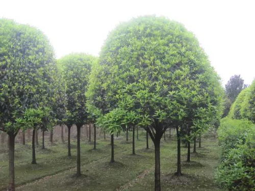  597苗木网下载，一站式苗木采购平台，597苗木网，一站式苗木采购平台，轻松获取所需苗木--第1张