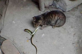  ，热播短剧变成猫后我被死对头宠上天，免费全集观看，变成猫后我被死对头宠上天，热播短剧免费全集观看--第1张