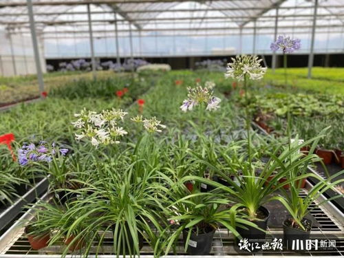  长生之绝世仙婿，热播短剧免费全集，长生仙婿，从免费全集开始--第1张