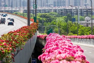  宁波鲜花批发市场，探寻美丽背后的秘密--第1张