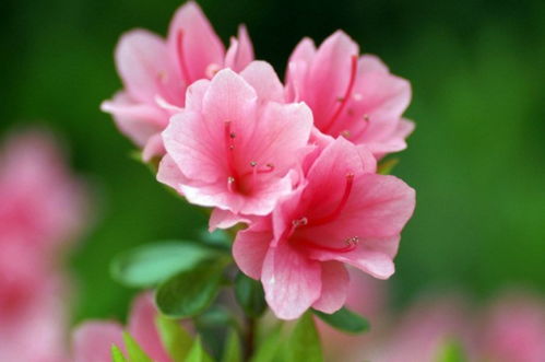  中国十大名贵花卉，中国十大名贵花卉之兰花--第1张