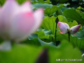  并蒂莲的花语和象征意义--第1张