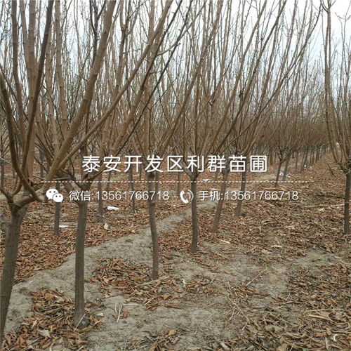  绿化带树苗品种大全，绿化带树苗品种大全，适合各种环境和需求的树种推荐--第1张