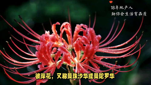  彼岸花花语是什么意思，彼岸花花语是优美纯洁、不同寻常、恶魔的温柔、分离、伤心遗憾、相见无期等。--第1张