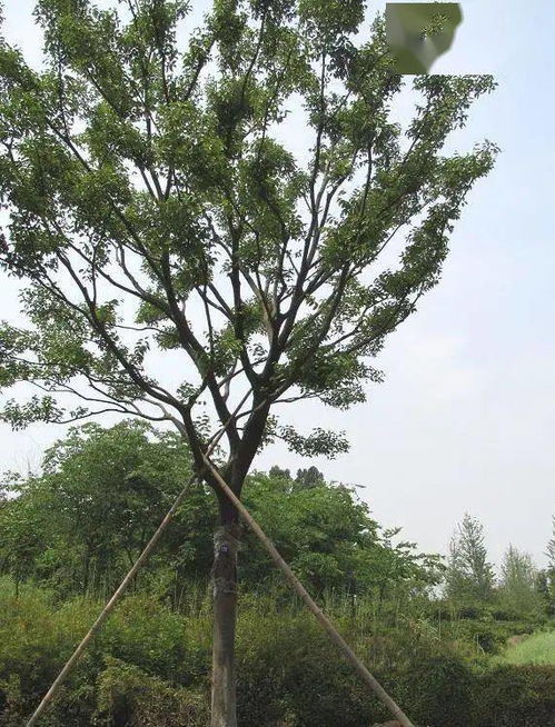  朴树植物高清图片——探索朴树的美丽与神秘，朴树高清植物图片，揭秘朴树的美丽与神秘之谜--第1张