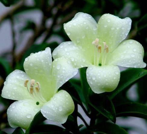  非洲茉莉什么时候开花，非洲茉莉开花时间，冬季。--第1张
