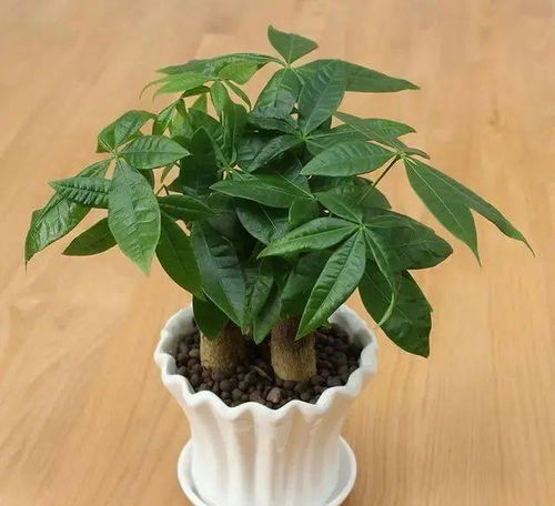  黄花槐种子，种植与养护的秘诀--第1张