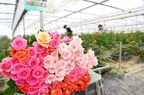  一束玫瑰花，从1到100的含义--第1张