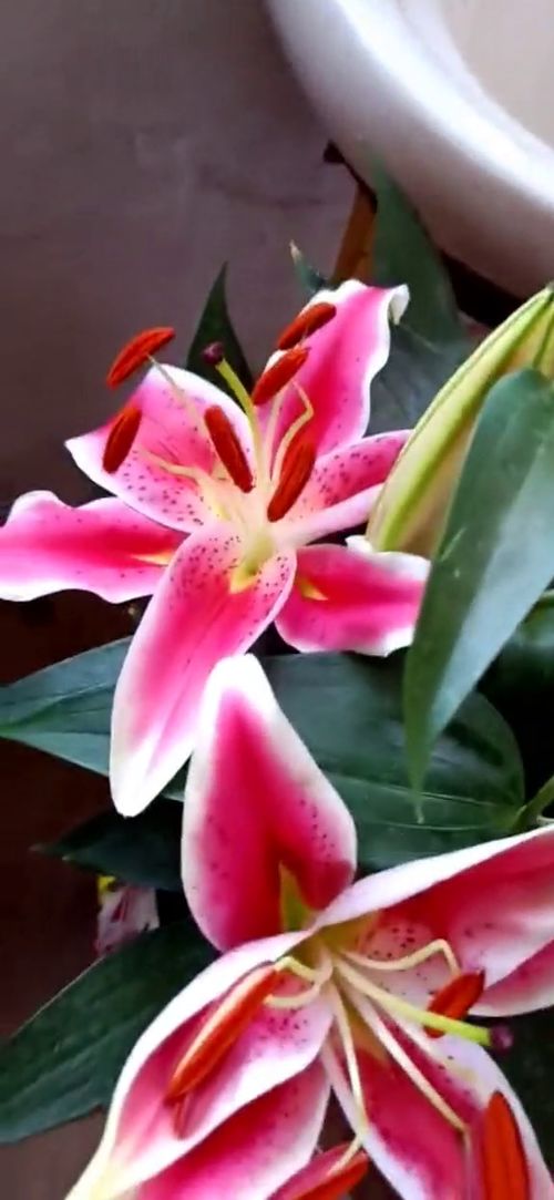  百合花的诗句最著名的--第1张