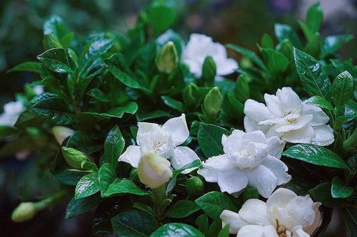  ，栀子花花语，纯净无暇，永恒的爱与守候，纯净无暇的爱与永恒的守候--第1张