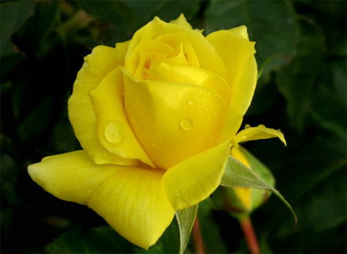  黄玫瑰的花语，黄玫瑰的花语，友谊之情、祝福、分手。--第1张